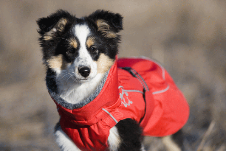 フィンランドのドッグブランドHurttaフルッタ・ドッグコートWinter Jacket・ウィンタージャケット小・中型犬用 : 1stDogCafe フィンランドのドッグブランドHurttaフルッタ・ドッグコートWinter Jacket・ウィンタージャケット小・中型犬用 : 1stDogCafe