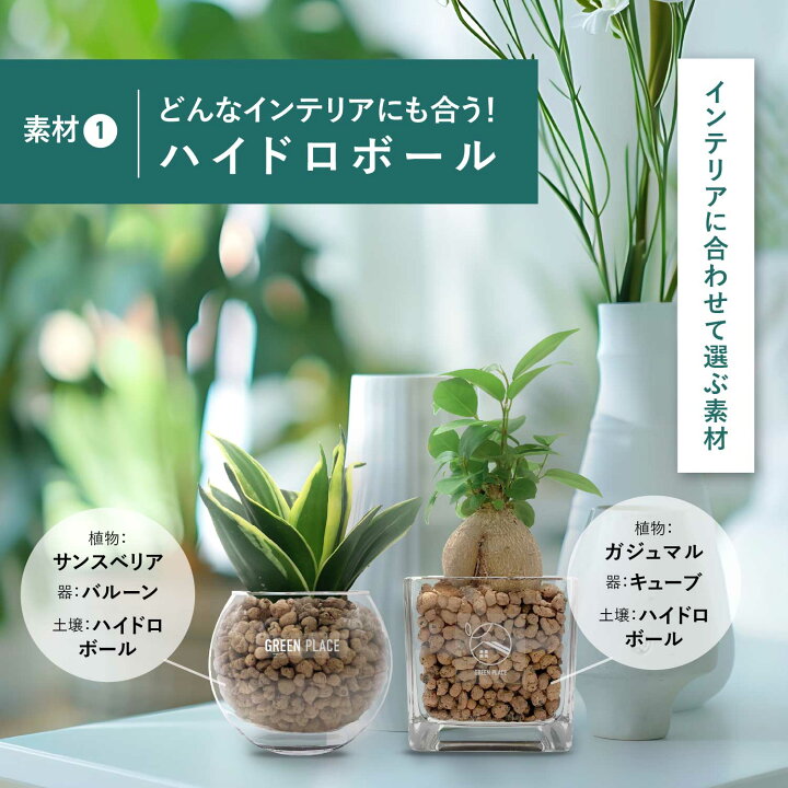 楽天市場】【鉢 × 植え込み材を選べる】 3点 セット パキラ ガジュマル 