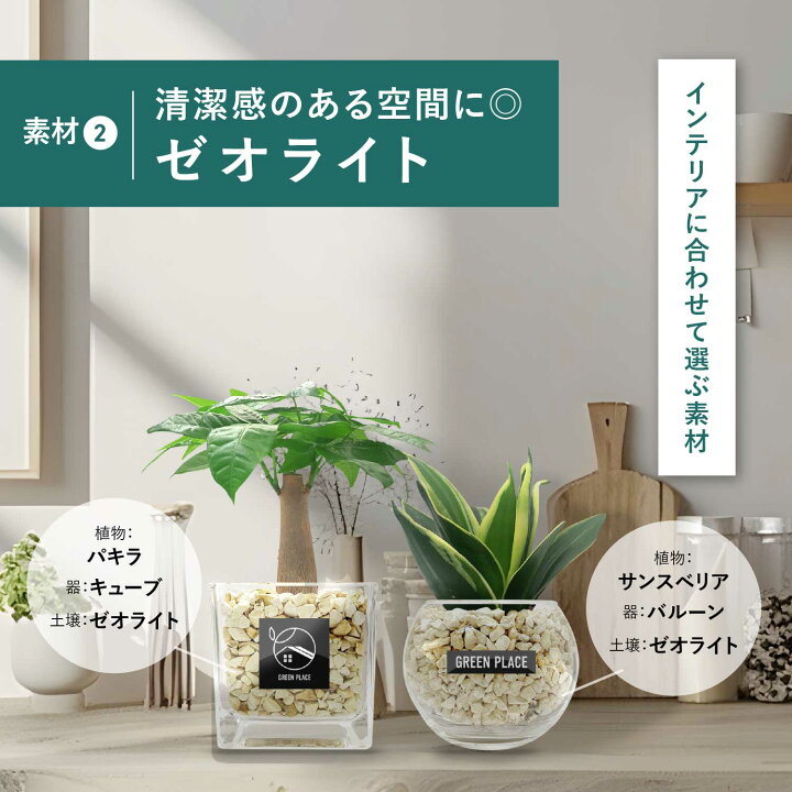 楽天市場】【鉢 × 植え込み材を選べる】 3点 セット パキラ ガジュマル 