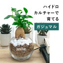 ガジュマル 土を使わない 観葉植物 ハイドロカルチャー 鉢 ガラス 棚 室内 おしゃれ 小さい 送料無料 ミニ TN