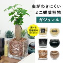 【鉢 × 植え込み材を選べる】 ガジュマル ハイドロカルチャー 観葉植物 土を使わない 水耕栽培 お祝い 卓上 インテリア おしゃれ 初心者 小さい 3号 GREEN PLACE TN