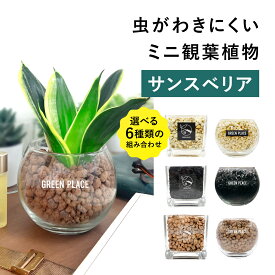 【鉢 × 植え込み材を選べる】 サンスベリア ハイドロカルチャー 観葉植物 土を使わない 水耕栽培 お祝い 卓上 インテリア おしゃれ 初心者 小さい 3号 GREEN PLACE TN