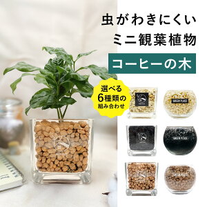 y × AݍނIׂz R[q[̖ nChJ`[ ϗtA ygȂ k͔| j  CeA  S  3 GREEN PLACE TN