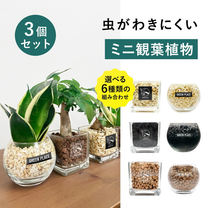 楽天市場】【鉢 × 植え込み材を選べる】 3点 セット パキラ ガジュマル 