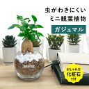 【化粧石付き】 ガジュマル ハイドロカルチャー 観葉植物 土なし 水耕栽培 お祝い ギフト 3号 小型 卓上 小さい ミニサイズ 初心者 飾り石 GREEN PLACE TN