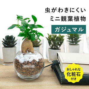 yϐΕtz KW} nChJ`[ ϗtA yȂ k͔| j Mtg 3 ^   ~jTCY S  GREEN PLACE TN