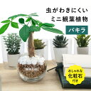 【化粧石付き】 パキラ ハイドロカルチャー 観葉植物 土なし 水耕栽培 お祝い ギフト 3号 小型 卓上 小さい ミニサイズ 初心者 飾り石 GREEN PLACE TN