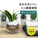 【化粧石付き】 サンスベリア ハイドロカルチャー 観葉植物 土なし 水耕栽培 お祝い ギフト 3号 小型 卓上 小さい ミニ 初心者 飾り石 GREEN PLACE TN