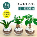 【化粧石付き】 3点 セット パキラ ガジュマル サンスベリア ハイドロカルチャー 観葉植物 土なし 水耕栽培 お祝い ギフト 3号 小型 卓上 小さい ミニ 初心者 飾り石 GREEN PLACE TN
