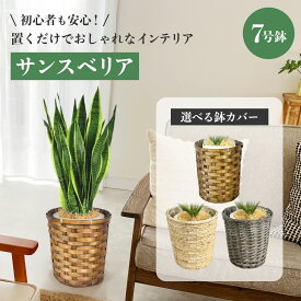 観葉植物 サンスベリア 土 大型 本物 おしゃれ 鉢 インテリア 初心者 屋外 室内 大きい 7号 鉢カバー 育て方 NYG