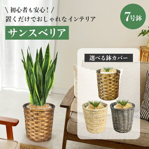 ϗtA TXxA y ^ {   CeA S O  傫 7 Jo[ ĕ NYG