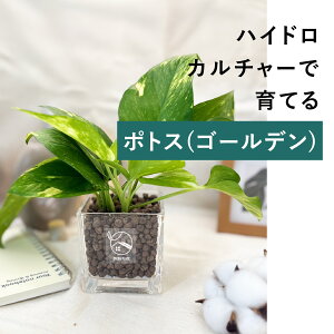 【鉢 × 植え込み材を選べる】 ポトス ハイドロカルチャー 観葉植物 土を使わない 水耕栽培 お祝い 卓上 インテリア おしゃれ 初心者 小さい 3号 GREEN PLACE TN