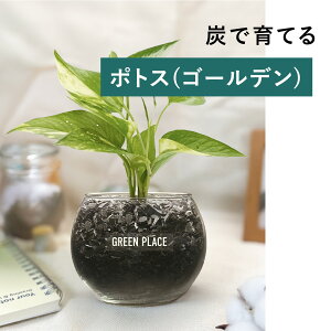 y × AݍނIׂz |gX nChJ`[ ϗtA yȂ k͔| j Mtg 3 ^   ~j S GREEN PLACE TN