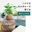 ガジュマル 土を使わない 観葉植物 ハイドロカルチャー 鉢 ガラス 棚 室内 おしゃれ 小さい 送料無料 TN