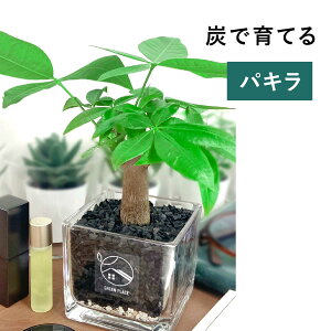 【鉢 × 植え込み材を選べる】 パキラ ハイドロカルチャー 観葉植物 土を使わない 水耕栽培 お祝い 卓上 インテリア おしゃれ 初心者 小さい 3号 GREEN PLACE TN