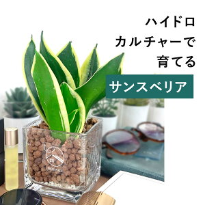 y × AݍނIׂz TXxA nChJ`[ ϗtA ygȂ k͔| j  CeA  S  3 GREEN PLACE TN