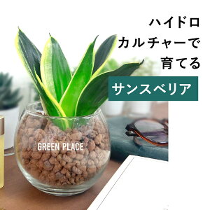 y × AݍނIׂz TXxA nChJ`[ ϗtA yȂ k͔| j Mtg 3 ^   ~j S GREEN PLACE TN