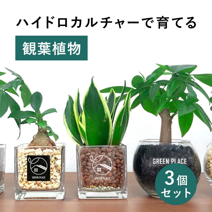 観葉植物 大中小3点セット <仮止中>