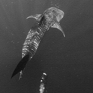 楠哲也氏が撮影したインテリアパネル/水中 Lサイズ(57cm×57cm) ウォールアート 壁掛け おしゃれ 北欧 モダン 新築祝い 開店祝い 結婚祝い お洒落 玄関 寝室 リビング 応接室