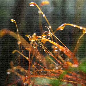 ɓMtgɕiʐ^̃t@ubNpl MTCYi30cm×30cmj EH[A[g Ǌ|  k _ Vzj JXj j   Q rO ڎ