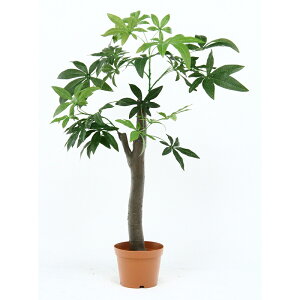 観葉植物 パキラ 人工観葉植物の人気商品 通販 価格比較 価格 Com