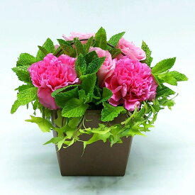 楽天市場 バラ プレゼント 生花の通販