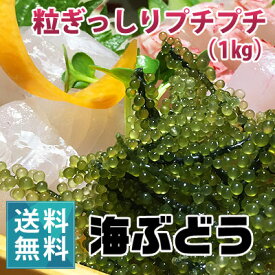 朝どり新鮮！生海ぶどう（1kg）（ 茎なし）【送料無料】【月曜日着指定不可】｜沖縄 宮古島産 居酒屋 小料理 業務用にも