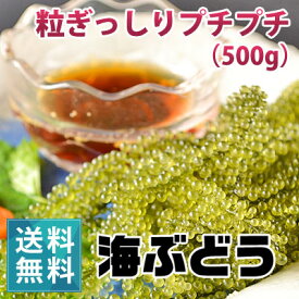 朝どり新鮮！生海ぶどう（500g）（ 茎なし）【送料無料】【月曜日着指定不可】｜沖縄 宮古島産 居酒屋 小料理 おつまみに 業務用にも