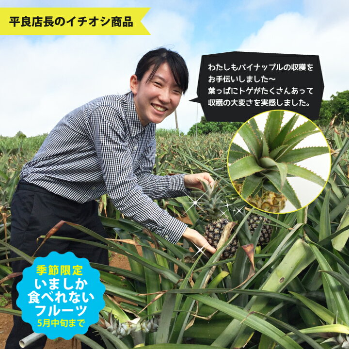 楽天市場】6月上旬より発送 ピーチパイン2kg（3〜4玉）送料無料 宮古島産無農薬ピーチパイン20kg