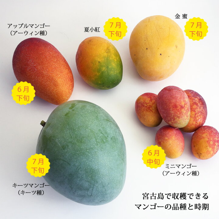 楽天市場】キーツマンゴー1.2〜1.5kg（2〜3玉）沖縄 宮古島産 マンゴー  