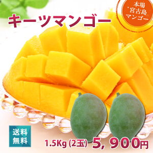 キーツマンゴー1.5kg(2玉)朝獲りもぎたて沖縄県宮古島産マンゴーの収穫量日本一の宮古島より直送予約販売中7月中旬より順次発送