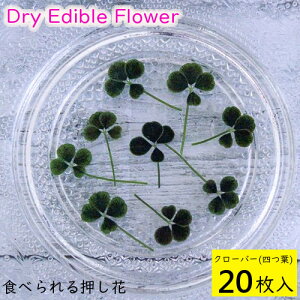 (S)Hׂ鉟 hCGfBut[ N[o[(lt) 20 Hp hCt[ LЃg [(omtmb6259)