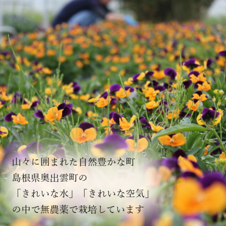 楽天市場 全国送料無料 食べられる押し花 ドライエディブルフラワー カーネーション 枚入り 食用花 ドライフラワー 有限会社トム メール便 Omtmb6252 さんきゅーマーチ 楽天市場 全国送料無料 食べられる押し花 ドライエディブルフラワー カーネーション 枚入り 食用花 ドライフラワー 有限会社トム メール便 Omtmb6252 さんきゅーマーチ