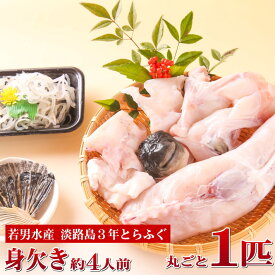 3年とらふぐ 丸ごと1匹身欠き(元魚1.3kg:大きくなりました )約4人前 淡路島3年とらふぐ 若男水産 ふぐ鍋 お取り寄せグルメ ふぐ