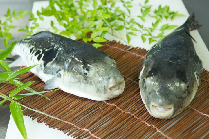 楽天市場 増量 活てっさ 3年とらふぐの フグ刺し ふぐ刺し 約2人前 淡路島３年とらふぐ 若男水産 淡路島 ３年とらふぐ若男水産