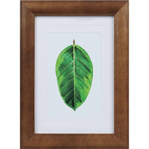 �P���R�[ Kenko 1250173 �ʐ^���� �S���̖� �u���E�� PS-GM-BR (1��) �i�ԁFPS-GM-BR