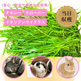 [本日最大700円OFF+ポイント5倍] 【国産・無農薬】 チモシー 1番刈り 朝収穫 生牧草1kg 3kg イタリアンライグラス クローバー クッキー 無農薬 無添加 自然農園 国産うさぎ モルモット チモシー チンチラ 小動物 自然農園 チンチラ 犬 猫 鳥 クッキー 牧草 床材 ペット用