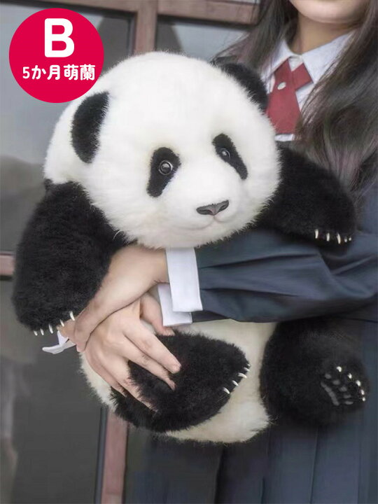楽天市場】パンダぬいぐるみ 花花 萌蘭 年齢5か月 可愛いパンダ 抱き枕 