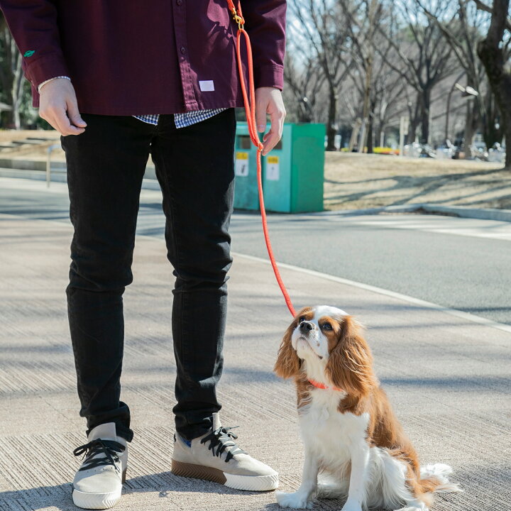 楽天市場 送料無料 Citydog ペット用 リード ブライトコレクションリード 犬 猫 伸縮 おしゃれ ハーネス 2頭引き 肩掛け ハンズフリー 大型犬 中型犬 小型犬 シティドッグ シティードッグ 多頭 おでかけ シンプル 高品質 Citydog