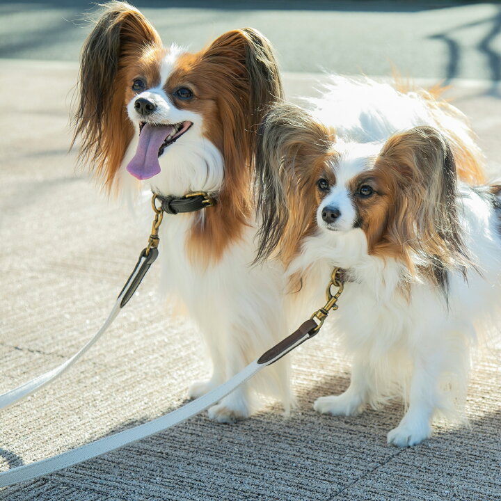 楽天市場 送料無料 Citydog ペット用 帆布 リード パイピングリード マナーケースセット Piping Leash Manners Case 犬 猫 伸縮 おしゃれ ハーネス 大型犬 中型犬 小型犬 シティドッグ シティードッグ 多頭 おでかけ シンプル 高品質 Citydog 楽天市場 送料無料 Citydog ペット用 帆布 リード パイピングリード マナーケースセット Piping Leash Manners Case 犬 猫 伸縮 おしゃれ ハーネス 大型犬 中型犬 小型犬 シティドッグ シティードッグ 多頭 おでかけ シンプル 高品質 Citydog