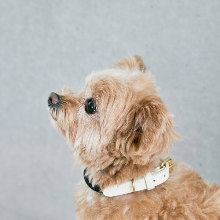 楽天市場 送料無料 Citydog シティ ロープ リード City Rope Leash リード ロープ 犬 猫 ペット 犬具 軽量 伸縮 おしゃれ お洒落 ハーネス 首輪 シンプル 2頭引き 多頭 中型犬 小型犬 おでかけ 散歩 高品質 高級 安全 可愛い かっこいい