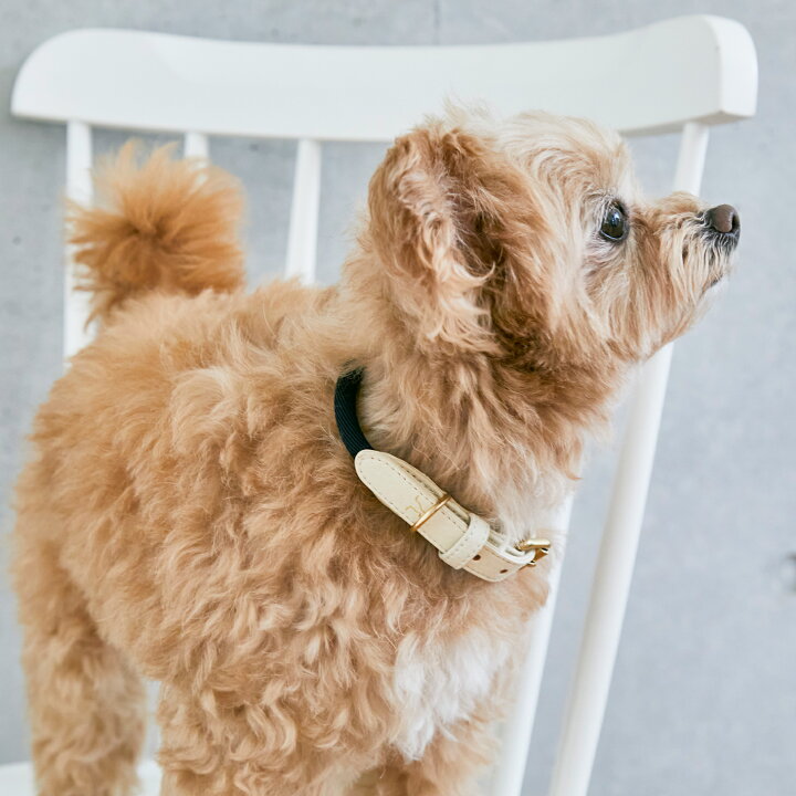 楽天市場 Citydog ペット用 ロープ リード シティロープリード City Rope Leash 犬 猫 伸縮 おしゃれ ハーネス 2頭引き 大型犬 中型犬 小型犬 シティドッグ シティードッグ 多頭 おでかけ シンプル 高品質 Citydog 楽天市場 Citydog ペット用 ロープ リード シティロープリード City Rope Leash 犬 猫 伸縮 おしゃれ ハーネス 2頭引き 大型犬 中型犬 小型犬 シティドッグ シティードッグ 多頭 おでかけ シンプル 高品質 Citydog