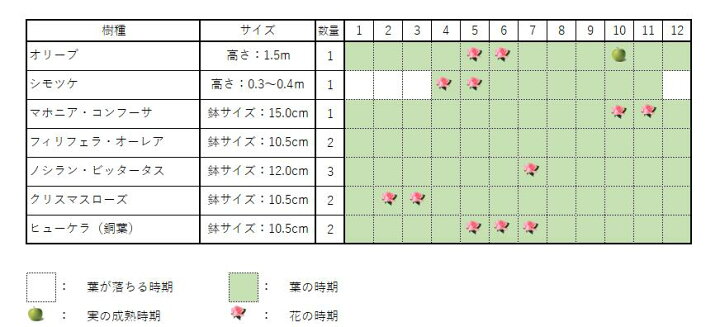 楽天市場】オリーブセット1 オリーブ(樹高約1.5m) シモツケ(根巻 