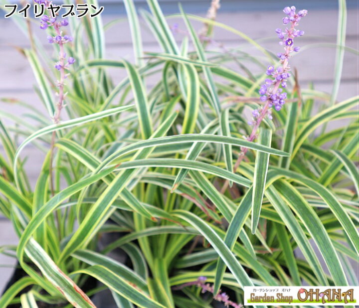 楽天市場 おためし スタンダード 選べる下草セット スタンダード12ポットセット 4種類 3ポット Garden Shop Ohana