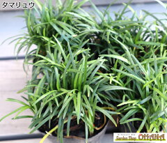 楽天市場 スタンダード 選べる下草セット スタンダード12ポットセット 4種類 3ポット Garden Shop Ohana