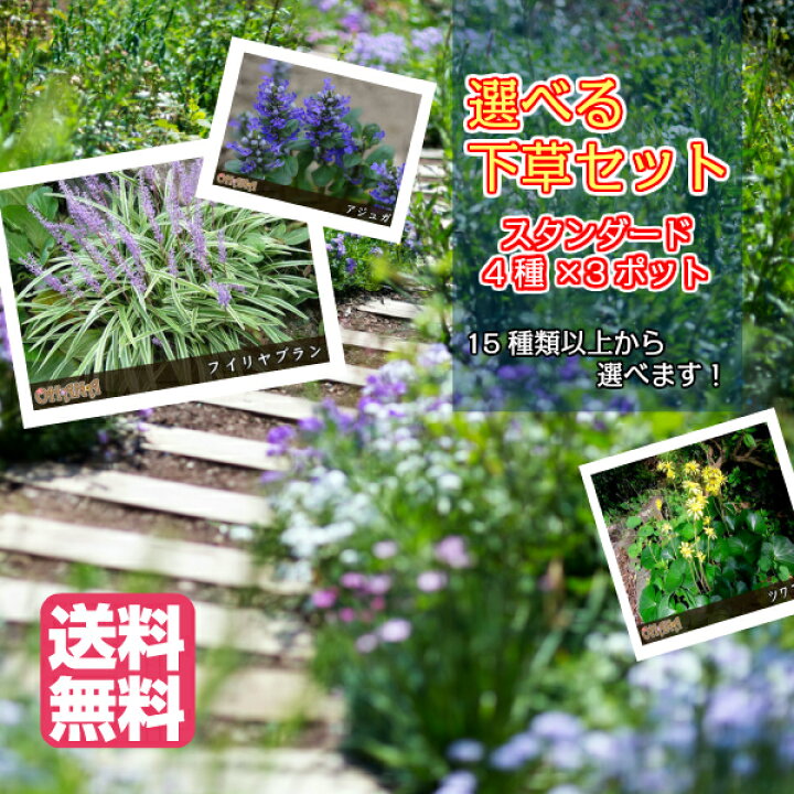 楽天市場 おためし スタンダード 選べる下草セット スタンダード12ポットセット 4種類 3ポット Garden Shop Ohana