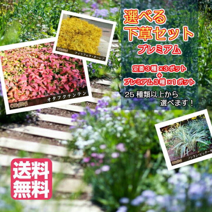 楽天市場 おためし プレミアム 選べる下草セット プレミアム12ポットセット 定番3種類 3ポット あると嬉しい下草3ポット Garden Shop Ohana 楽天市場 おためし プレミアム 選べる下草セット プレミアム12ポットセット 定番3種類 3ポット あると嬉しい下草3ポット Garden Shop Ohana