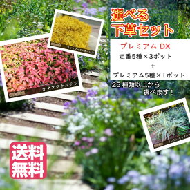 楽天市場 アイビー ヘデラ 種類 植物 デージー の通販