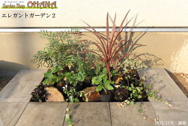 エレガントガーデン2　 マホニア・コンフューサ　ローズマリー　コルディリネ / コルジリネ　クリスマスローズ　ハツユキカズラ　アジュガ　アベリア・コンフェッティ　低木　庭木　植栽セット