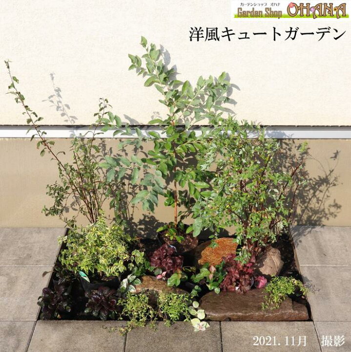 楽天市場 洋風キュートガーデン ヒメイワダレソウ 9cmポット コデマリ 15cmポット シモツケ 樹高0 3 0 4ｍ ブルーベリー 樹高0 5 0 6ｍ アジュガ 9cmポット ハツユキカズラ 9cmポット ヒューケラ銅葉 10 5cmポット アベリア ホープレイズ 15cmポット 庭木